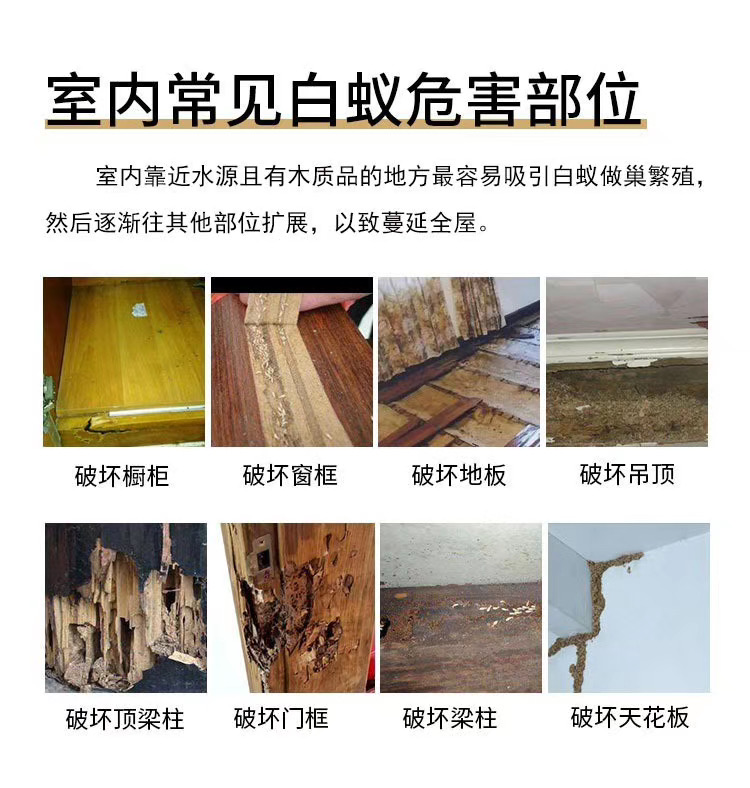 中山市進入白蟻繁殖期，市住建委：各區(qū)均有