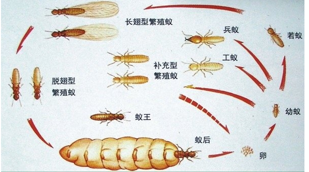 珠海白蟻防治公司提醒業(yè)主沒(méi)見(jiàn)白蟻為什么還