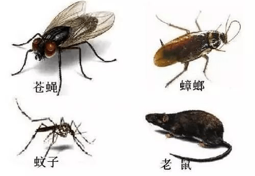 北京大興區(qū)學(xué)校滅四害滅四害公司2022已更新(品牌/推薦)